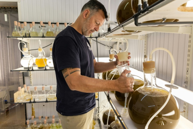 Florian Breton, directeur de l'écloserie du Tinduff prépare du phytoplancton pour les coquilles Saint-Jacques, à Plougastel-Daoulas, dans le Finistère, le 17 juin 2025 ( AFP / Fred TANNEAU )
