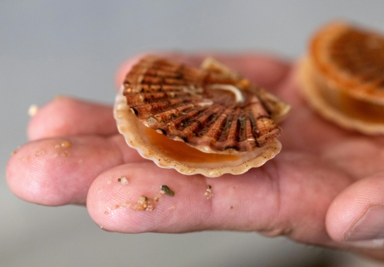 Des coquilles Saint-Jacques de l'écloserie du Tinduff à Plougastel-Daoulas, dans le Finistère, le 17 juin 2025 ( AFP / Fred TANNEAU )