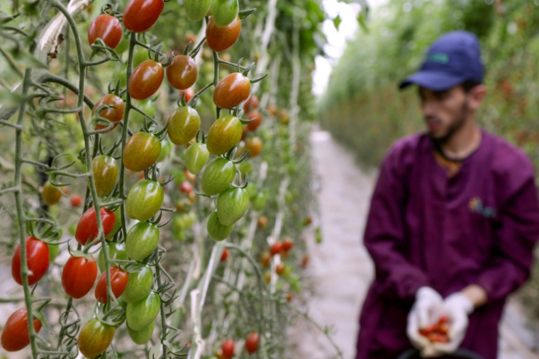 Un ouvrier récolte des tomates dans la plaine de Chtouka Aït Baha, au sud d'Agadir, le 13 mai 2025 ( AFP / Abdel Majid BZIOUAT )