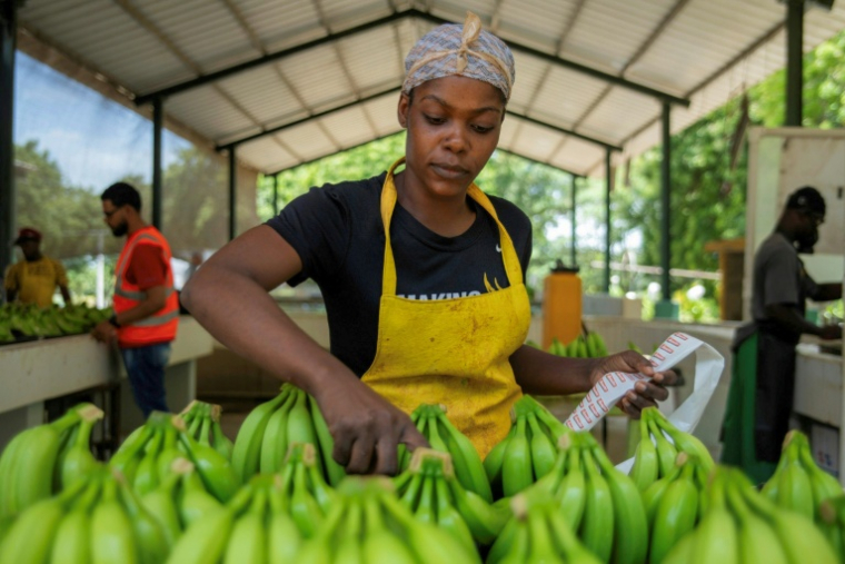 Des employés travaillent dans une plantation de bananes à Mao, dans la province de Valverde, en République dominicaine, le 20 juin 2025 ( AFP / Eddy Vittini )