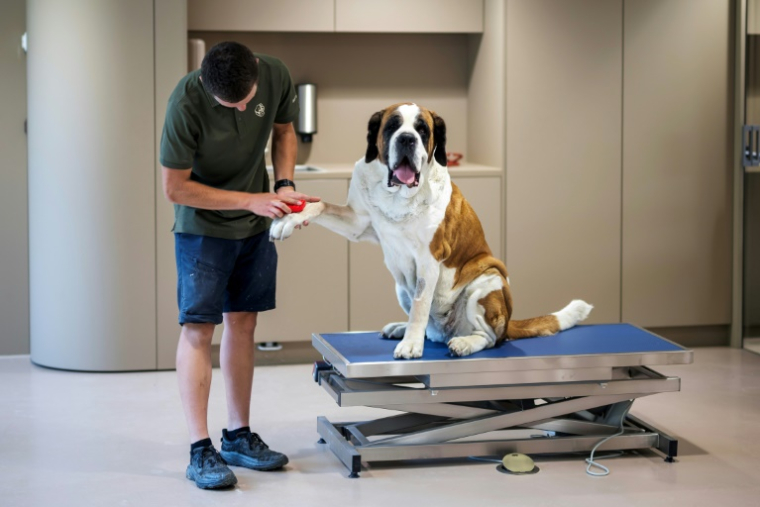 Un soigneur s'occupe d'un chien Saint-Bernard lors d'une visite de presse avant l'inauguration du musée et parc Barryland à Martigny, dans les Alpes suisses, le 26 juin 2025 ( AFP / Fabrice COFFRINI )