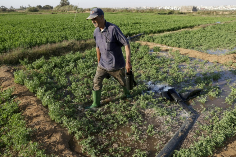 Des agriculteurs irriguent leur champ dans la plaine de Chtouka, au sud d'Agadir, le 13 mai 2025 ( AFP / Abdel Majid BZIOUAT )