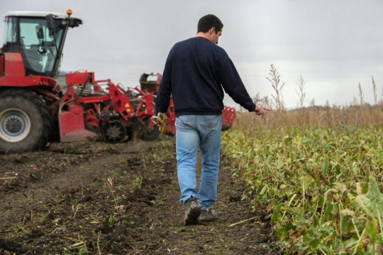 Un agriculteur compte ses plants de betteraves, le 7 novembre 2019 à Pont-du-Château, en Auvergne ( AFP / Thierry Zoccolan )
