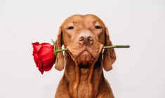 Quels sont vos projets pour la Saint-Valentin 2024 ? (Crédits photo : Adobe Stock -  )