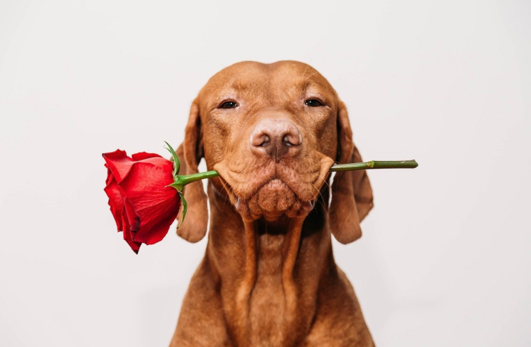 Saint-Valentin (Crédits: Adobe Stock)