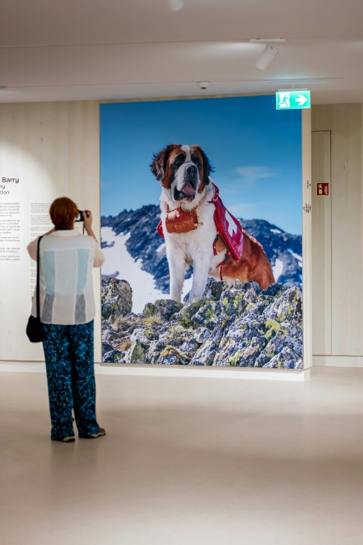 Une photo géante d'un chien Saint-Bernard exposée au musée et parc Barryland avec une exposition collective à Martigny, dans les Alpes suisses, le 26 juin 2025 ( AFP / Fabrice COFFRINI )