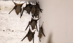 Des chauves-souris en Cisjordanie le 7 juillet 2019 ( AFP / MENAHEM KAHANA )