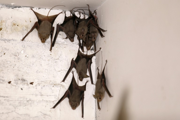 Des chauves-souris en Cisjordanie le 7 juillet 2019 ( AFP / MENAHEM KAHANA )