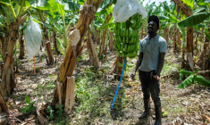 Un employé d'une plantation de bananes à Mao, dans la province de Valverde, en République dominicaine, le 20 juin 2025 ( AFP / Eddy Vittini )