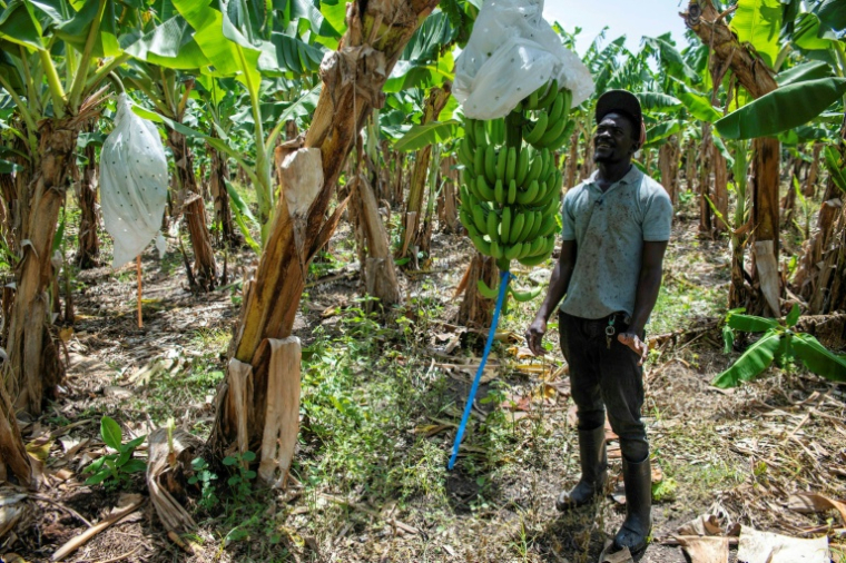 Un employé d'une plantation de bananes à Mao, dans la province de Valverde, en République dominicaine, le 20 juin 2025 ( AFP / Eddy Vittini )