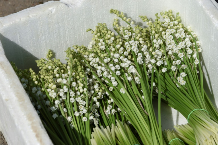 "Si on ne faisait rien, on pourrait aboutir à l'aberration de voir des vendeurs de muguet à la sauvette exercer, alors que les fleuristes devront rester fermés dans cette journée très importante pour leur activité", selon Olivier Henno (UDI) ( AFP / Sebastien SALOM-GOMIS )