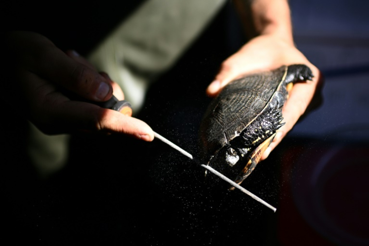 Le naturaliste François Léger lime les bords de la carapace d'une tortue cistude, récupérée dans un étang de la réserve biologique d'Hostens, de façon à pouvoir l'identifier, le 18 juin 2025 en Gironde ( AFP / Christophe ARCHAMBAULT )