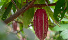 Des cabosses de cacao dans une ferme du canton de Cerecita, dans la province de Guayas, en Equateur, le 16 mai 2025 ( AFP / MARCOS PIN )