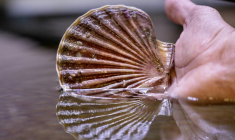 Dans l'écloserie du Tinduff, spécialisée dans l'élevage de coquilles Saint-Jacques, à Plougastel-Daoulas, dans le Finistère, le 17 juin 2025  ( AFP / Fred TANNEAU )