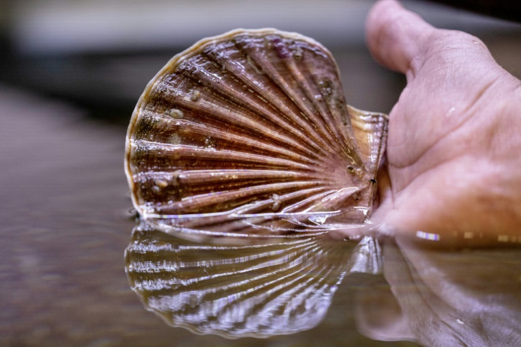 Dans l'écloserie du Tinduff, spécialisée dans l'élevage de coquilles Saint-Jacques, à Plougastel-Daoulas, dans le Finistère, le 17 juin 2025 ( AFP / Fred TANNEAU )