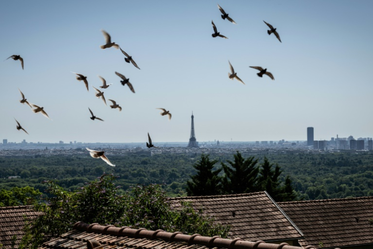 Des pigeons volent au-dessus du colombier militaire du Mont-Valérien, à Suresne, près de Paris, le 1er juillet 2025 ( AFP / BERTRAND GUAY )