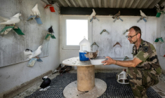 Le maréchal des logis Sylvain du 8e régiment de transmissions de l'armée française nourrit des pigeons dans un colombier militaire, le dernier actif en Europe, au Mont-Valérien à Suresne, près de Paris, le 1er juillet 2025 ( AFP / BERTRAND GUAY )