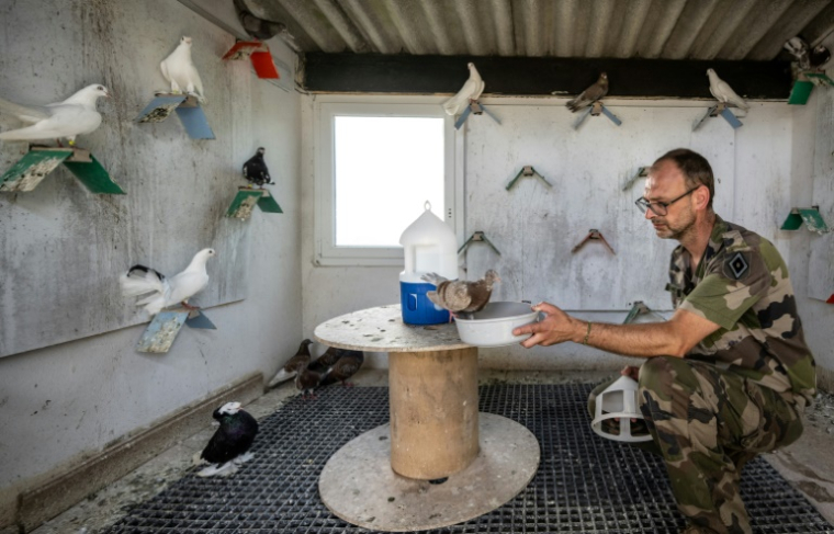 Le maréchal des logis Sylvain du 8e régiment de transmissions de l'armée française nourrit des pigeons dans un colombier militaire, le dernier actif en Europe, au Mont-Valérien à Suresne, près de Paris, le 1er juillet 2025 ( AFP / BERTRAND GUAY )