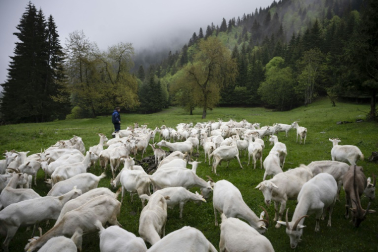 Un détenu employé comme berger près du troupeau de chèvres de la laiterie de Smolyan en Bulgarie, située dans une prison, le 13 mai 2025 ( AFP / Nikolay DOYCHINOV )