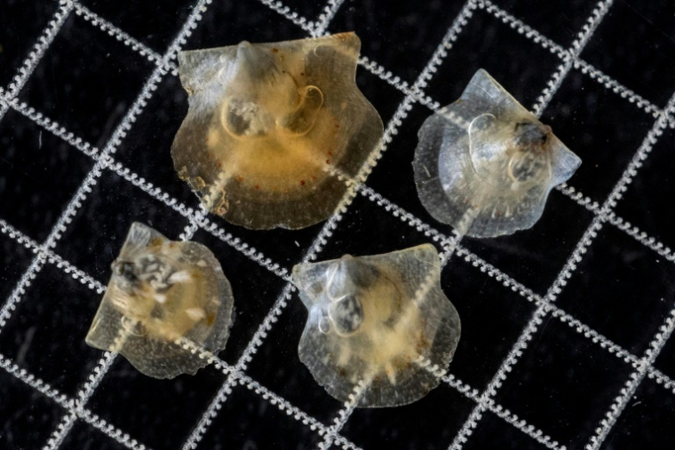 Des post-larves de coquilles Saint-Jacques de l'écloserie du Tinduff à Plougastel-Daoulas, dans le Finistère, le 17 juin 2025 ( AFP / Fred TANNEAU )