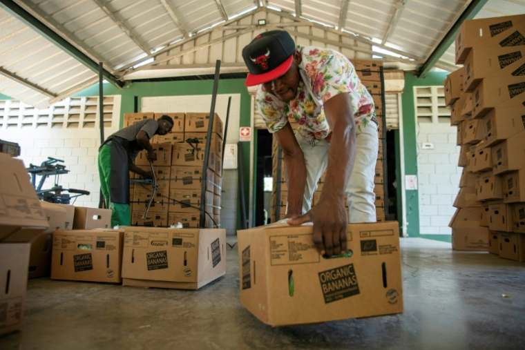 Des employés d'une plantation de bananes à Mao, en République dominicaine, le 20 juin 2025 ( AFP / Eddy Vittini )