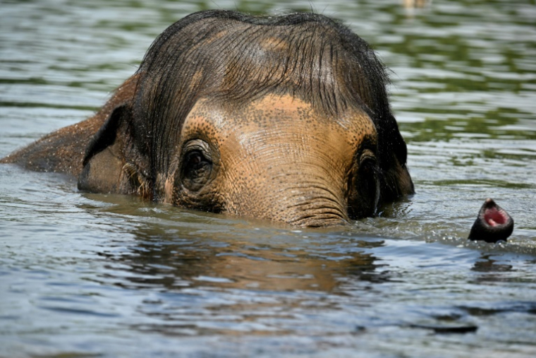 Un éléphant se rafraîchit au zoo de Pairi Daiza en Belgique en pleine canicule, le 2 juillet 2025 ( AFP / Nicolas TUCAT )