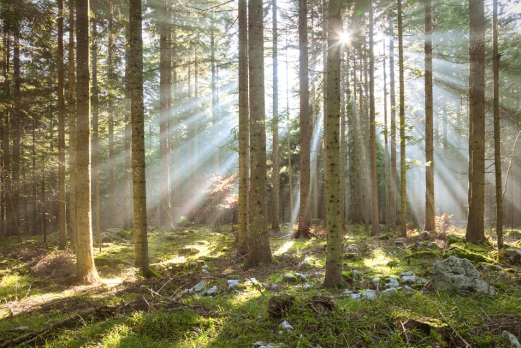 Choix du type de forêt, emplacement, exploitation, vente et distribution du bois ... l'investissement forestier n'est pas à la portée de tout le monde (Crédit photo: Fotolia)