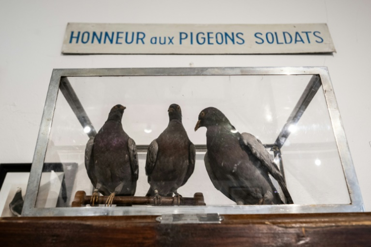 Des pigeons militaires empaillés au musée de la colombophilie militaire du Mont-Valérien, à Suresne, près de Paris, le 1er juillet 2025 ( AFP / BERTRAND GUAY )