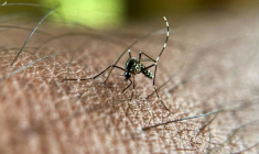 Le chikungunya circule à un niveau sans précédent aussi tôt dans l'année en métropole, avec huit cas autochtones détectés pour l'heure, a signalé mercredi l'agence de santé publique, établissant un lien clair avec l'épidémie en cours depuis plusieurs mois à La Réunion ( AFP / Manjunath Kiran )