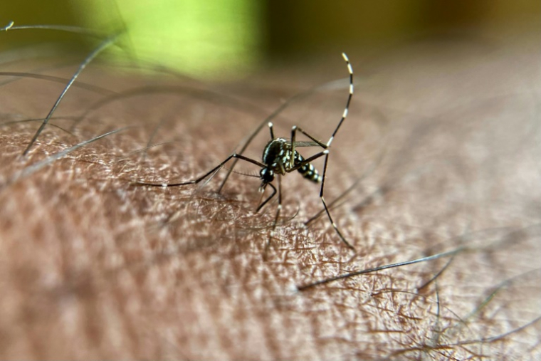 Le virus du chikungunya se transmet via les piqûres de moustiques tigre infectés, passant ainsi d'un humain à l'autre ( AFP / Manjunath Kiran )