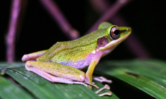 Une grenouille à joues cuivrées dans le parc national de Kubah à Kuching, capitale de l'Etat de Sarawak, sur l'île de Bornéo en Malaisie, le 19 juin 2025 ( AFP / Mohd RASFAN )