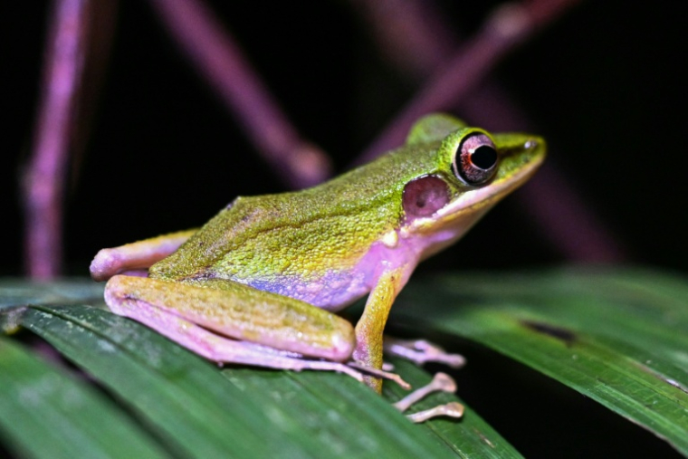 Une grenouille à joues cuivrées dans le parc national de Kubah à Kuching, capitale de l'Etat de Sarawak, sur l'île de Bornéo en Malaisie, le 19 juin 2025 ( AFP / Mohd RASFAN )
