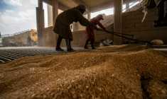 Des ouvriers ratissent le blé acheté par les autorités kurdes alors qu'il est déchargé dans un silo à Qamishli, le 12 juin 2025 en Syrie ( AFP / Delil SOULEIMAN )