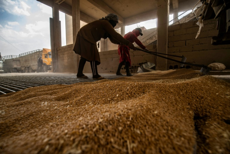Des ouvriers ratissent le blé acheté par les autorités kurdes alors qu'il est déchargé dans un silo à Qamishli, le 12 juin 2025 en Syrie ( AFP / Delil SOULEIMAN )