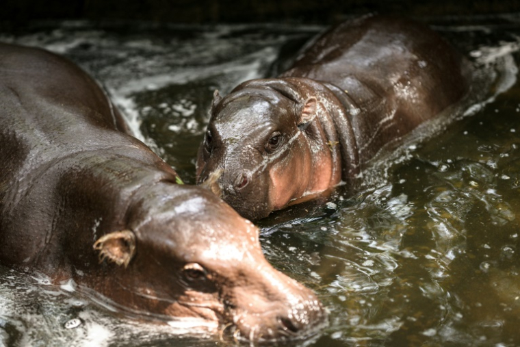 Le bébé hippopotame pygmée Moo Deng (d), nage avec sa mère au zoo de Khao Kheow, le 10 juillet 2025 à Chonburi, en Thaïlande ( AFP / Chanakarn Laosarakham )