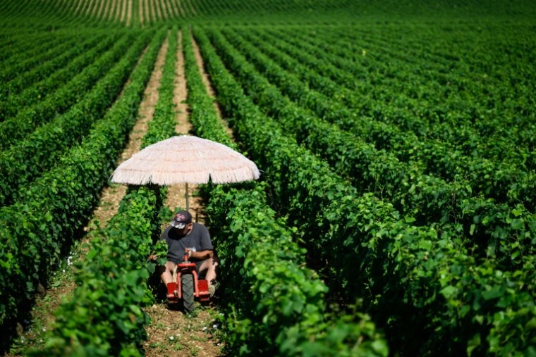 Un viticulteur au domaine de la Romanée Conti, en Côte-d'Or, se protège du soleil sous un parapluie le 1er juillet 2025 ( AFP / ARNAUD FINISTRE )
