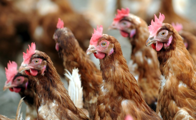 Sur un parking de Colmar, 800 poules rousses caquètent dans un enclos, attendant d'être adoptées gratuitement par des familles, un moyen mis en avant par l'agglomération pour réduire ses déchets ( AFP / FRED TANNEAU )