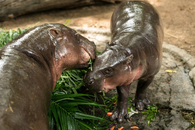 Le bébé hippopotame pygmée Moo Deng (d) mange son gâteau d'anniversaire avec sa mère au zoo de Khao Kheow, le 10 juillet 2025 à Chonburi, en Thaïlande ( AFP / Chanakarn Laosarakham )