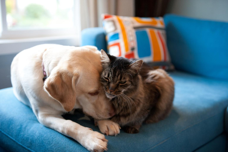 Assurer ses animaux de compagnie pour anticiper les éventuels incidents crédit photo : GettyImages