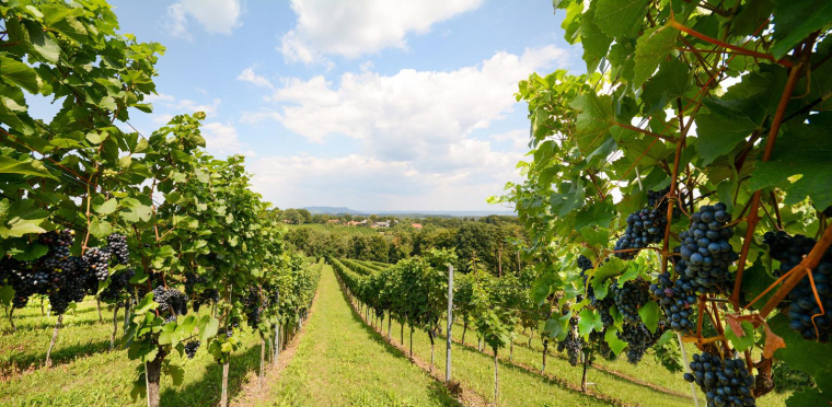 Investir dans un vignoble est une possibilité pour diversifier son patrimoine