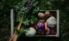 Des légumes biologiques, à Nieul-sur-Mer (Charente-Maritime), le 8 avril 2025 ( AFP / Philippe LOPEZ )