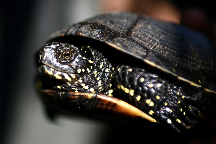 Une tortue cistude, tortue d'eau douce européenne en voie de disparition, récupérée dans un étang de la réserve biologique d'Hostens, le 18 juin 2025 en Gironde ( AFP / Christophe ARCHAMBAULT )