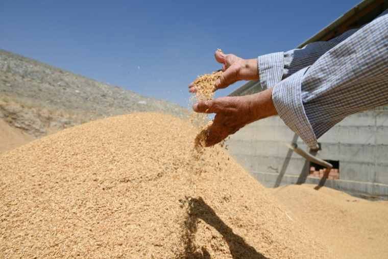 De la balle de riz dans la région de Batken, au Kirghizstan, le 22 mai 2025 ( AFP / Guliza Urustambek kyzy )
