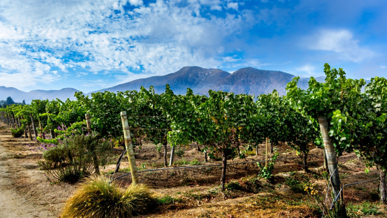 Vin bio, naturel ou biodynamique, comment faire la différence ? (Crédits photo : Shutterstock)