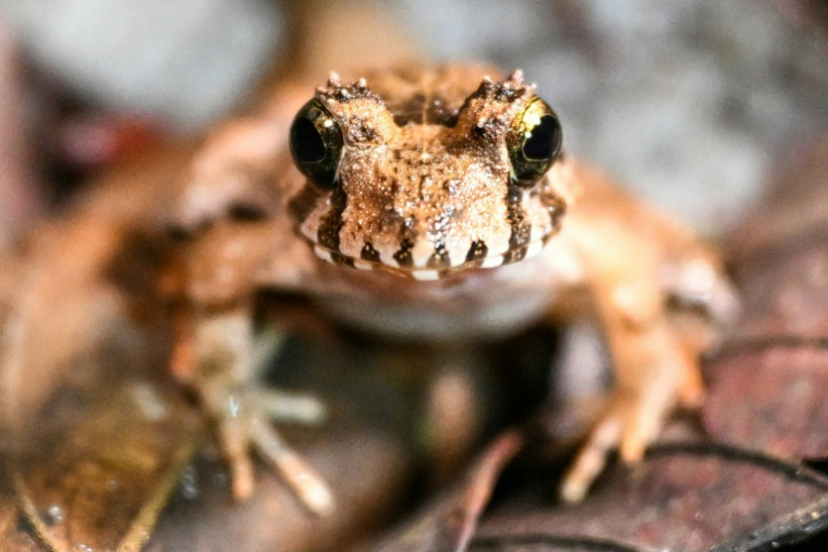 Une grenouille rieuse brune, dans le parc national de Kubah sur l'île de Bornéo en Malaisie, le 19 juin 2025 ( AFP / Mohd RASFAN )